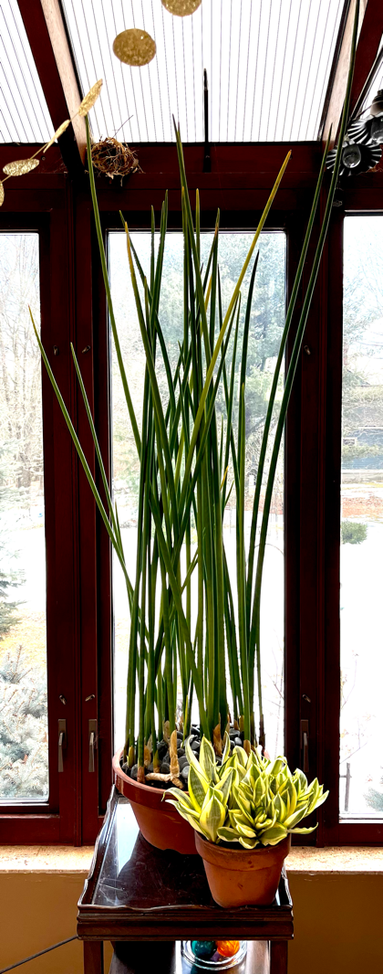 The 'Never Say Die!' Plant Family: Sansevieria